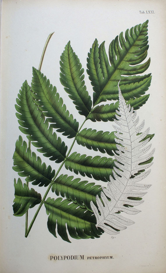 Carl Ludwig Blume - Flora Javae. Teilbd. 1828.
