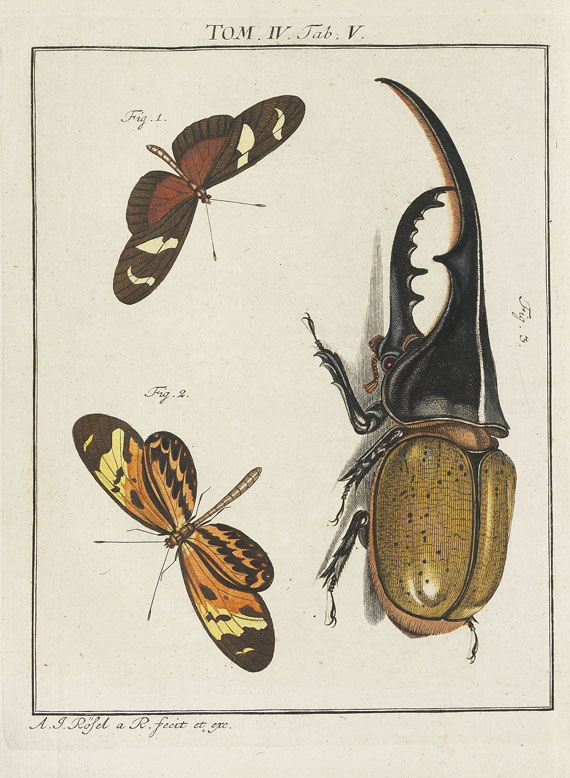 August J. Rösel von Rosenhof - Insecten-Belustigung. 4 Bde. 1759-92 - Altre immagini