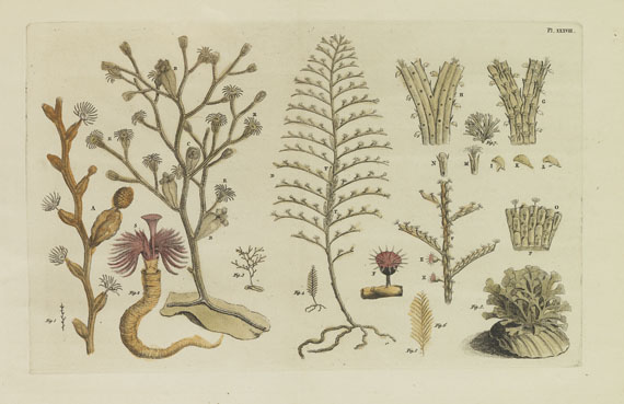 John Ellis - Koraal-Gewassen. 1756 - Altre immagini