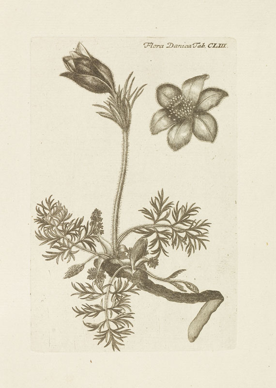   - Flora Danica. 10 Bde. 1761-99 - Altre immagini