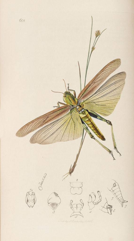 John Curtis - The genera of insects. 8 Bde. 1823-40 - Altre immagini