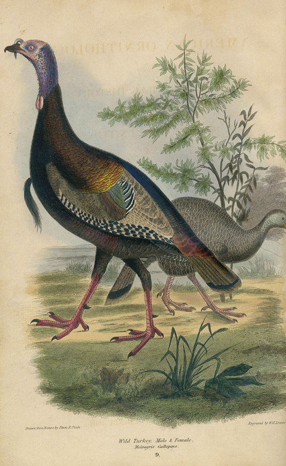 Alexander Wilson - American ornithology. 3 Bde. - Altre immagini