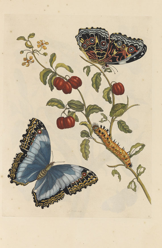 Maria Sibylla Merian - Surinaamsche Insecten. Amsterdam 1730 - Altre immagini