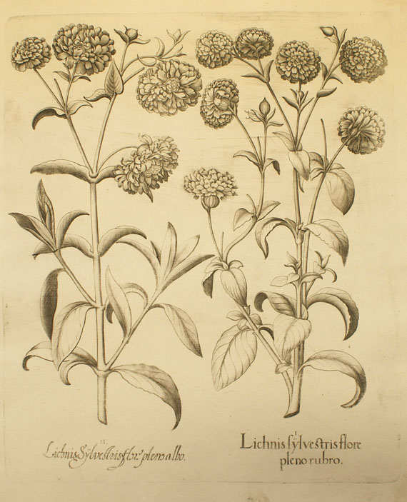  Blumen und Pflanzen - 8 Bll. Blumenkupfer aus Hortus Eystettensis. - Altre immagini