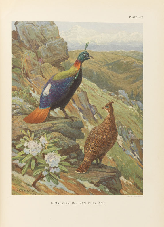 William Beebe - A monograph of the pheasants. 4 Bde. - Altre immagini