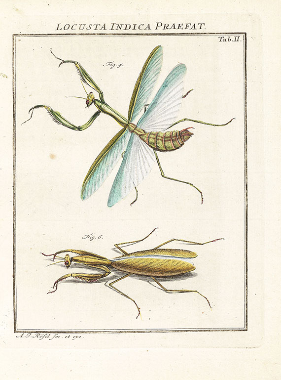 August Johann Rösel von Rosenhof - Insecten-Belustigung, 4 Bde., dazu Kleemann, Beyträge zur Naturgeschichte, 2 Bde. in 1, zusammen 5 Bde. - Altre immagini