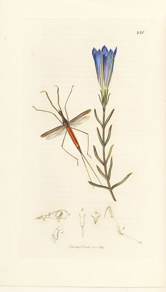 John Curtis - British Entomology, 16 Bände. - Altre immagini