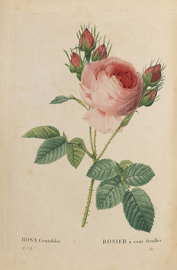 Pierre Joseph Redouté - Les roses. 3 in 2 Bänden - Altre immagini