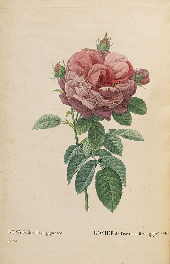 Pierre Joseph Redouté - Les roses. 3 in 2 Bänden - Altre immagini