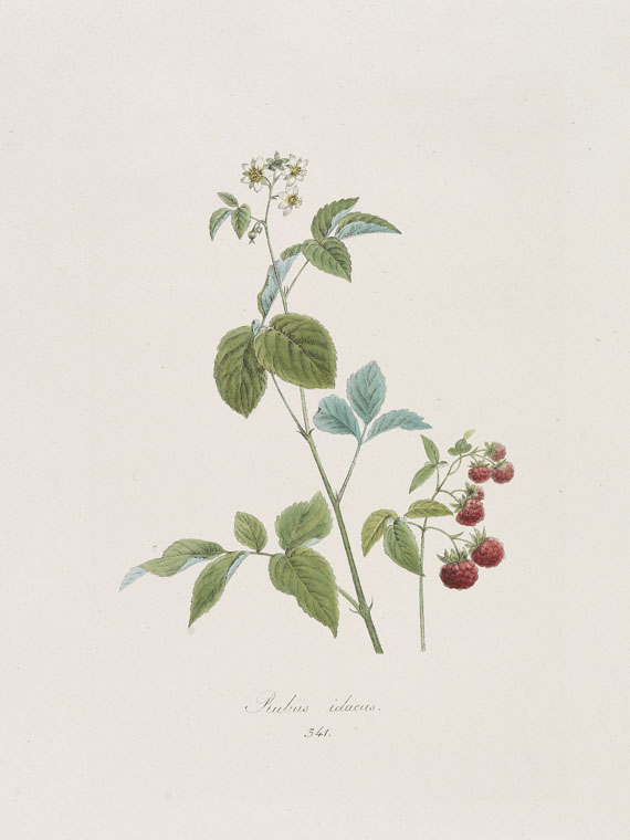 Franz de Paula von Schrank - Flora Monacensis. Bände 2-4 in 3 Bänden - Altre immagini