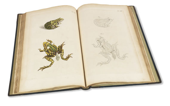 Augustin Johann Rösel von Rosenhof - Historia naturalis ranarum nostratium - Altre immagini