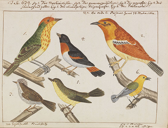 Carl von Linné - Vögel in Beschreibungen und Abbildungen - Altre immagini