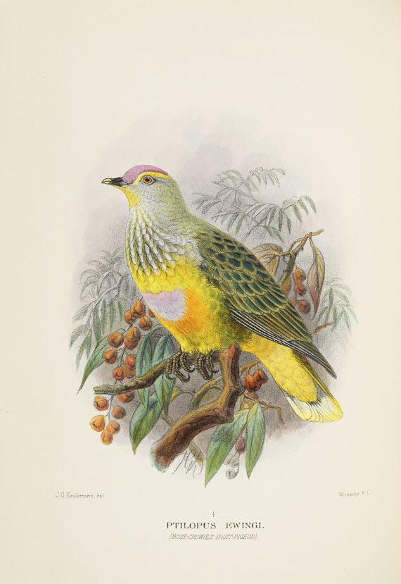 Gregory McAlister Mathews - Birds of Australia. 12 Bände - Altre immagini
