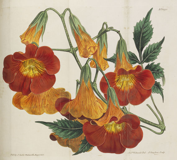 William Curtis - Botanical Magazine, Bd. 1-53 in 40 Bänden - Altre immagini
