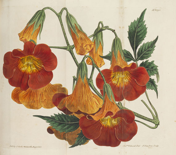 William Curtis - Botanical Magazine, Bd. 1-53 in 40 Bänden - Altre immagini