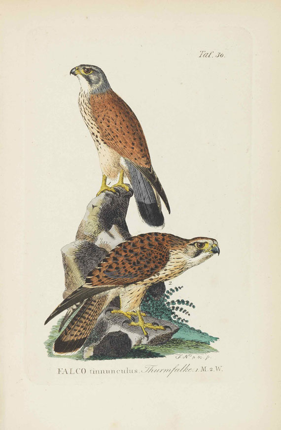 Johann Andreas Naumann - Naumanns Naturgeschichte der Vögel. 15 Bände - Altre immagini