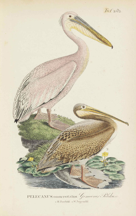 Johann Andreas Naumann - Naumanns Naturgeschichte der Vögel. 15 Bände - Altre immagini