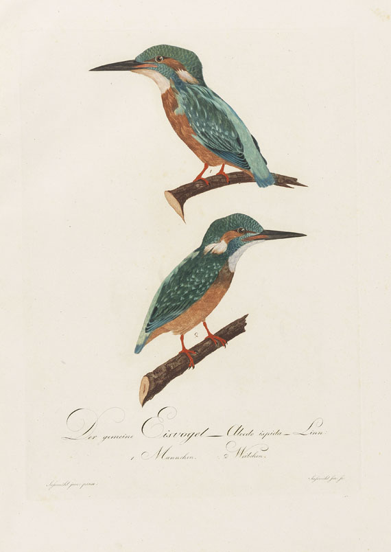 Johann Conrad Susemihl - Teutsche Ornithologie - Altre immagini