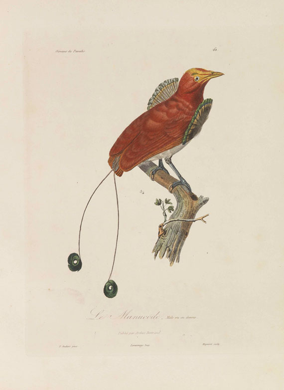 Réne-Primevère Lesson - Histoire naturelle des oiseaux de paradis - Altre immagini