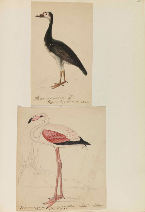 Heinrich Gottlieb Ludwig Reichenbach - Sammelband mit ornithologischen Orig.-Zeichnungen - Altre immagini
