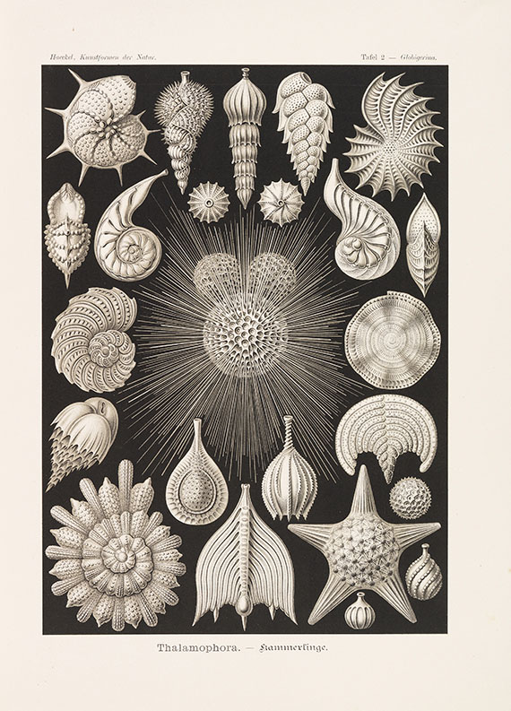 Ernst Haeckel - Kunstformen der Natur. 2 Kassetten - Altre immagini