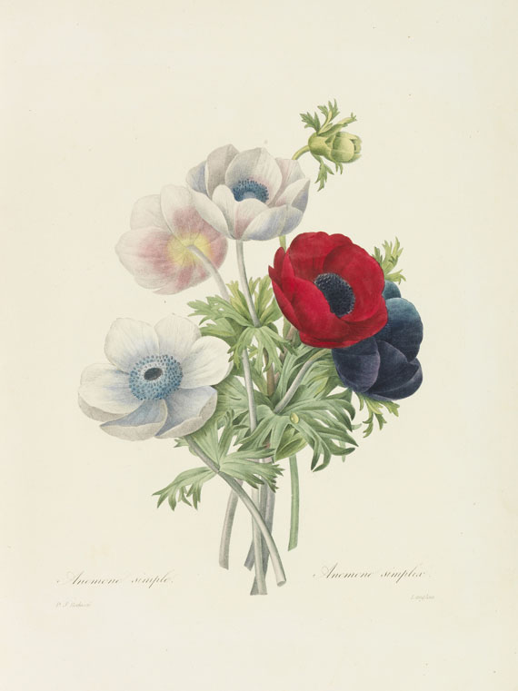 Pierre Joseph Redouté - Choix des plus belles fleurs et des beaux fruits. 135 plates plus 5 loosened - Altre immagini