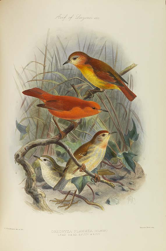 Lionel Walter Rothschild - The Avifauna of Laysan and the neighbouring islands - Altre immagini