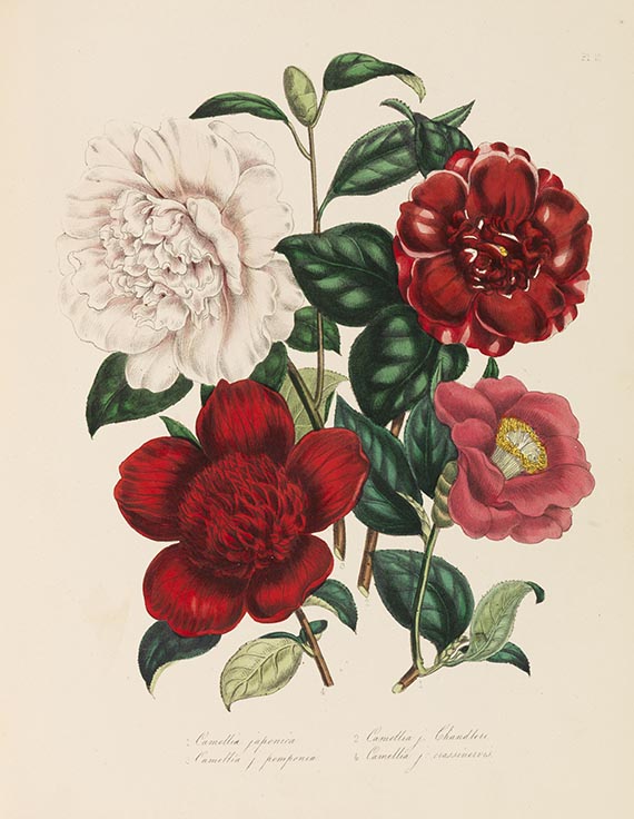 Jane C. Webb Loudon - Ladies' flower garden. Dabei: 2 Werke von Charles Malo