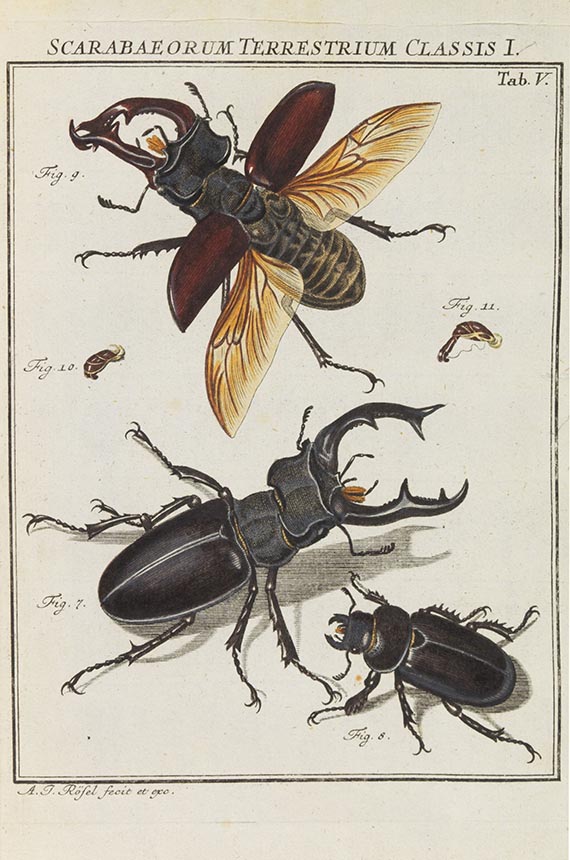 Augustin Johann Rösel von Rosenhof - Der monatlich-herausgegebenen Insecten-Belustigung - Altre immagini
