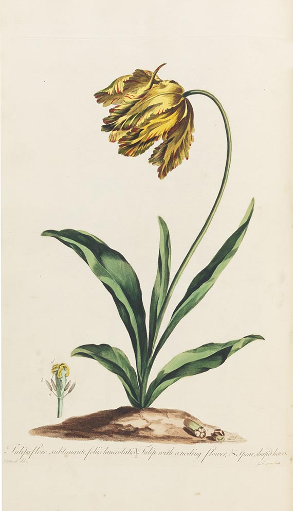 John Edwards - The British herbal - Altre immagini