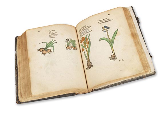   - Plantarum, arborum, fructium, et herbarum effigies - Altre immagini