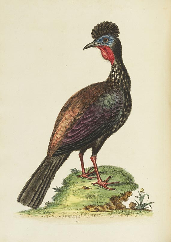 George Edwards - A Natural History of Birds & Gleanings - Altre immagini