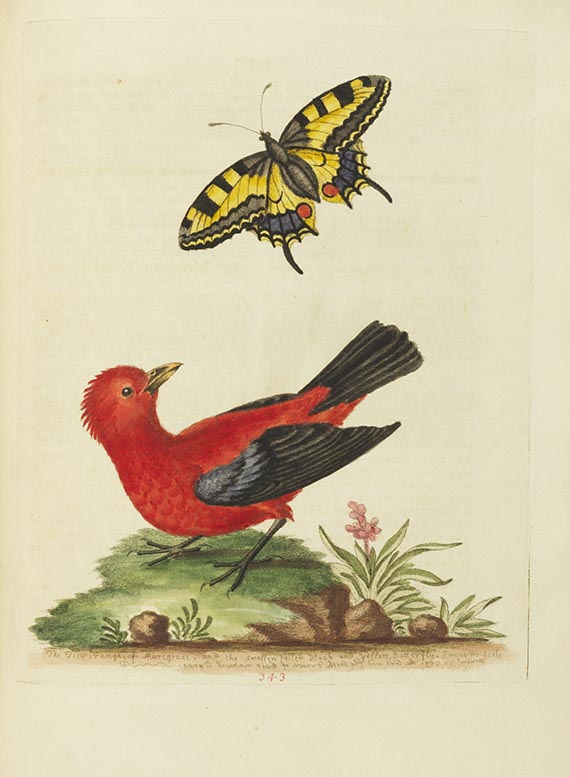 George Edwards - A Natural History of Birds & Gleanings - Altre immagini