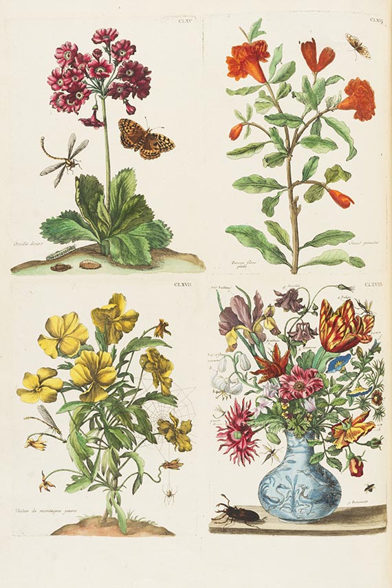 Maria Sibylla Merian - Histoire generale des insectes Surinam. Band II (von 3): Europe - Altre immagini