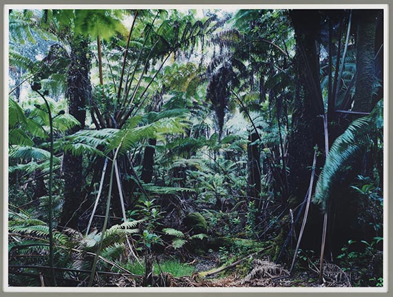 Thomas Struth - Paradise 34, The Big Island, Hawai'ian Islands 2006 - Cornice