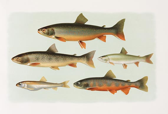 Carl Vogt - Die Süsswasserfische von Mittel-Europa. Tafeln