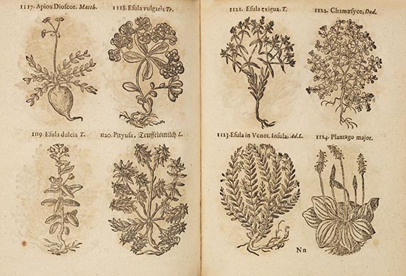 Thomas Pancovius - Herbarium