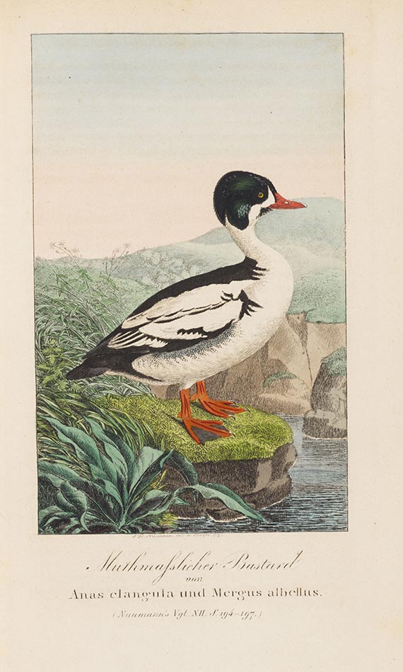 Johann Andreas Naumann - Naturgeschichte der Vögel Deutschlands. 13 Bände