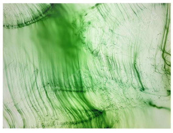 Freischwimmer 39,...