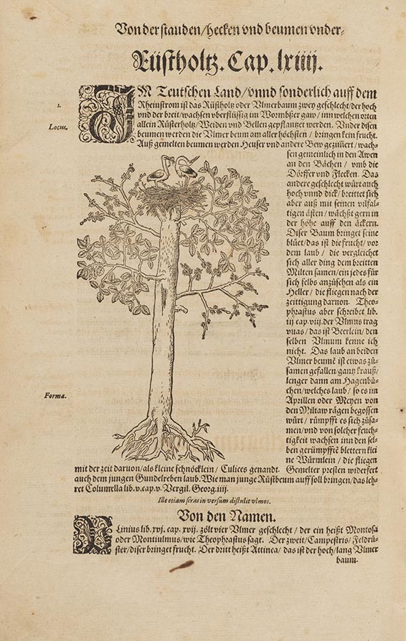 Hieronymus Bock - Kreütterbuch