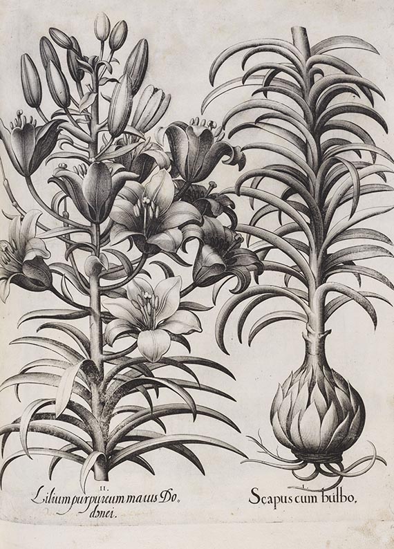 Basilius Besler - Hortus Eystettensis. Curis secundis. - Altre immagini