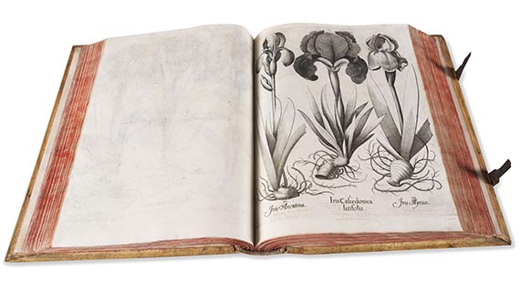 Basilius Besler - Hortus Eystettensis. Curis secundis. - Altre immagini