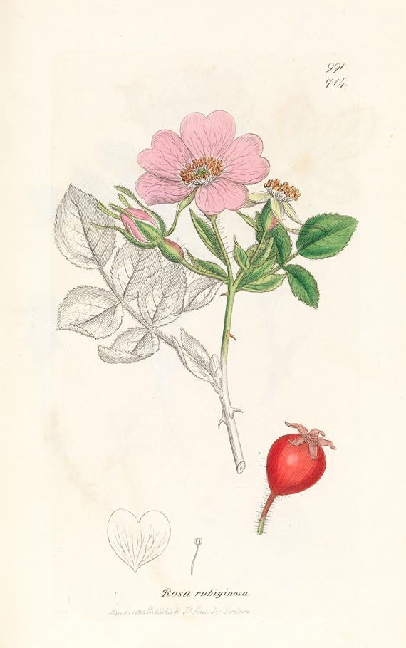 James Sowerby - English Botany